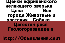 Щенки африканского нелающего зверька  › Цена ­ 35 000 - Все города Животные и растения » Собаки   . Дагестан респ.,Геологоразведка п.